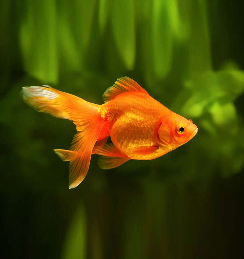 Gold Fish