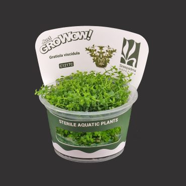 Gratiola Viscidula