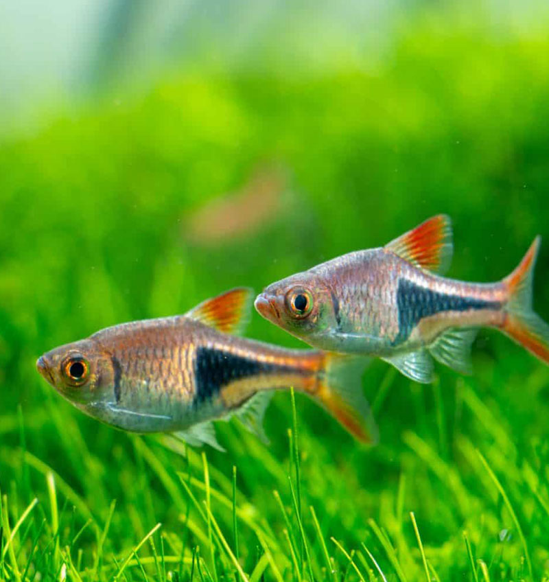 Harlequin Rasbora