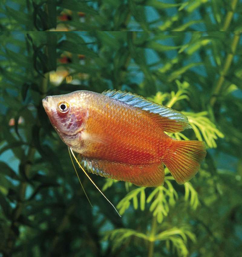 Honey gourami