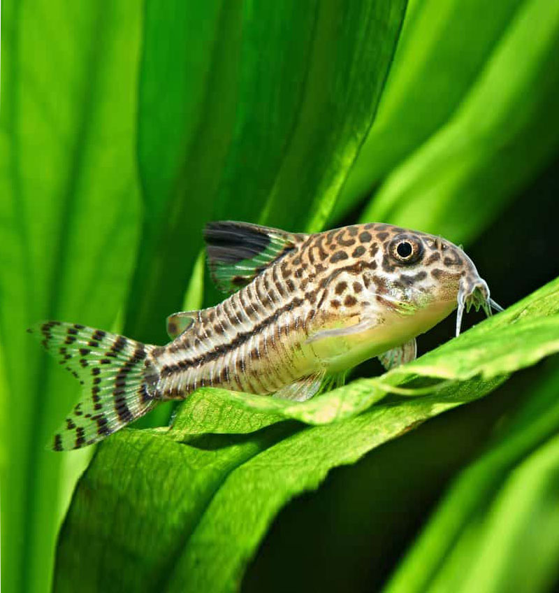 Julii Corydoras