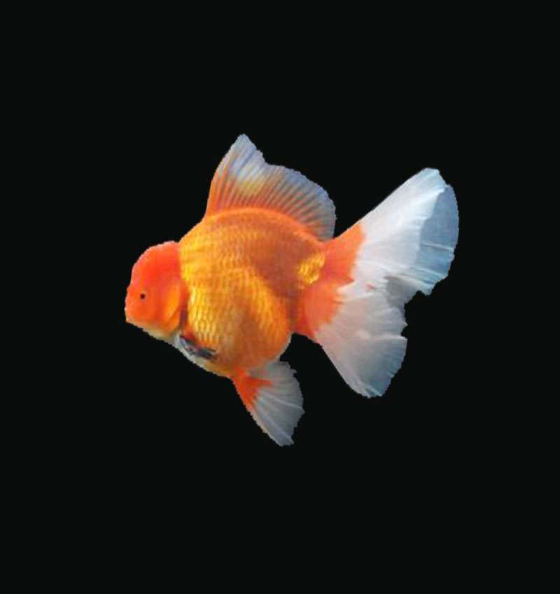 Oranda Lion Head Gold Fish