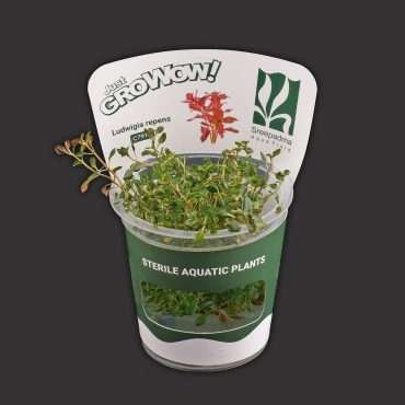Ludwigia Repens