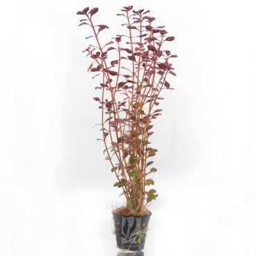 Ludwigia Sp. Super Red (POT)