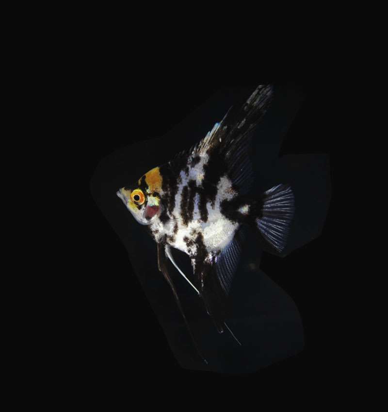 Marble Angelfish