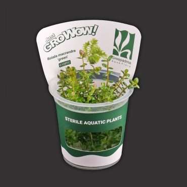 Rotala Macrandra ‘Green’