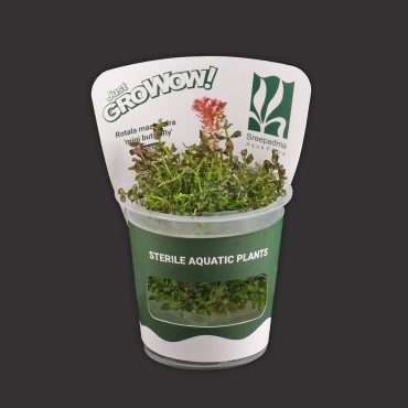 Rotala Macrandra ‘Mini Butterfly’