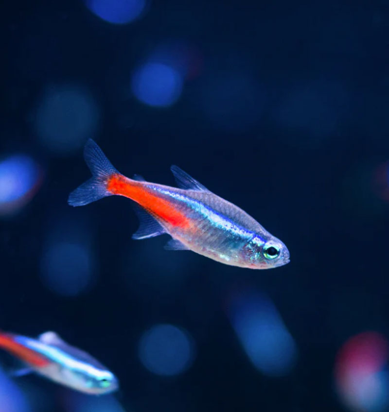 Neon Tetra