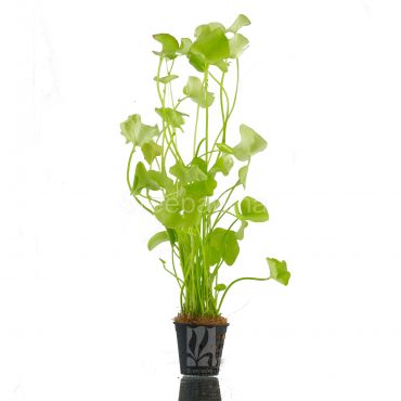 Nymphoides Taiwan (POT)