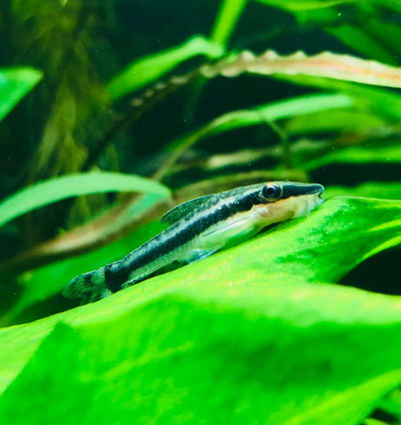 Otocinclus
