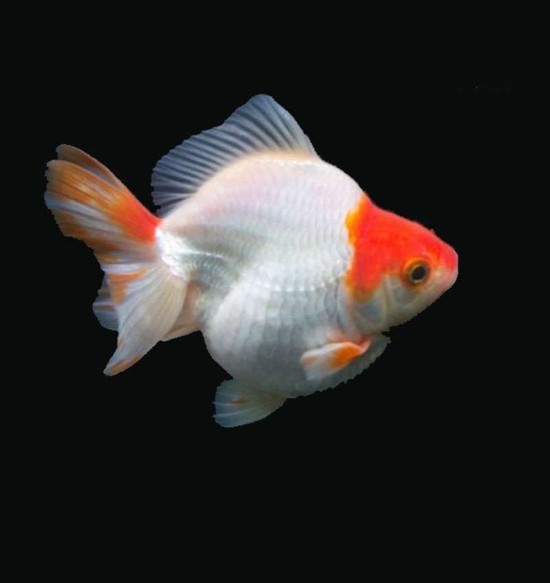 Ryukin Gold Fish