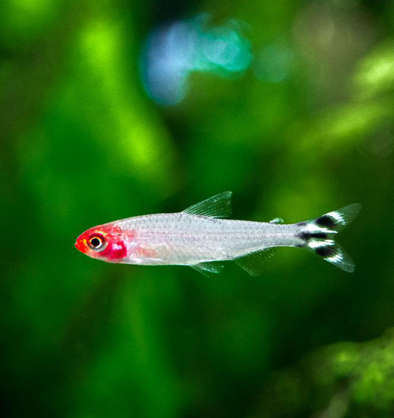 Rummy Nose Tetra