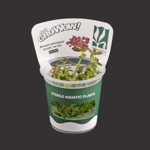 Bacopa salzmannii ‘Purple’ var SG.