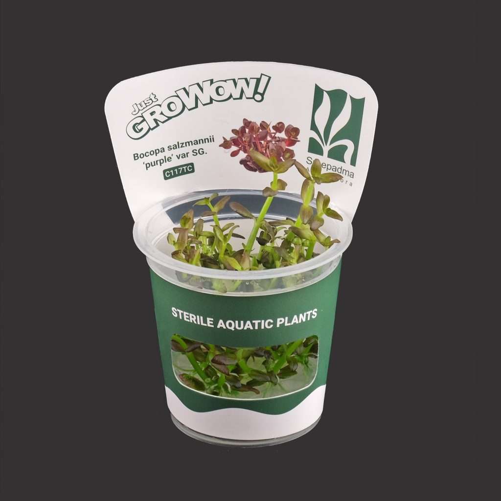 Bacopa salzmannii ‘Purple’ var SG.