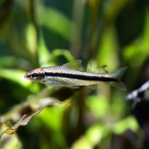 Siamese Algae Eater