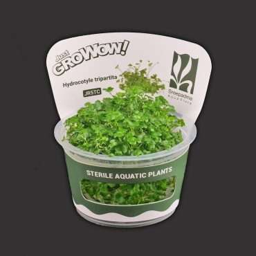 Hydrocotyle Tripartita