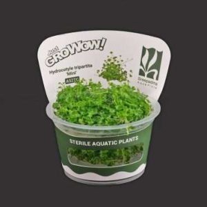 Hydrocotyle Tripartita ‘Mini’