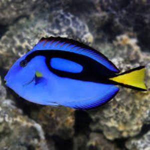 Regal Tang (Paracanthurus hepatus)