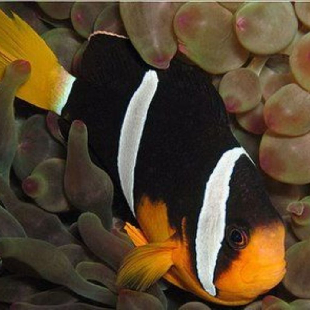 Sebae Clownfish (Amphiprion sebae)