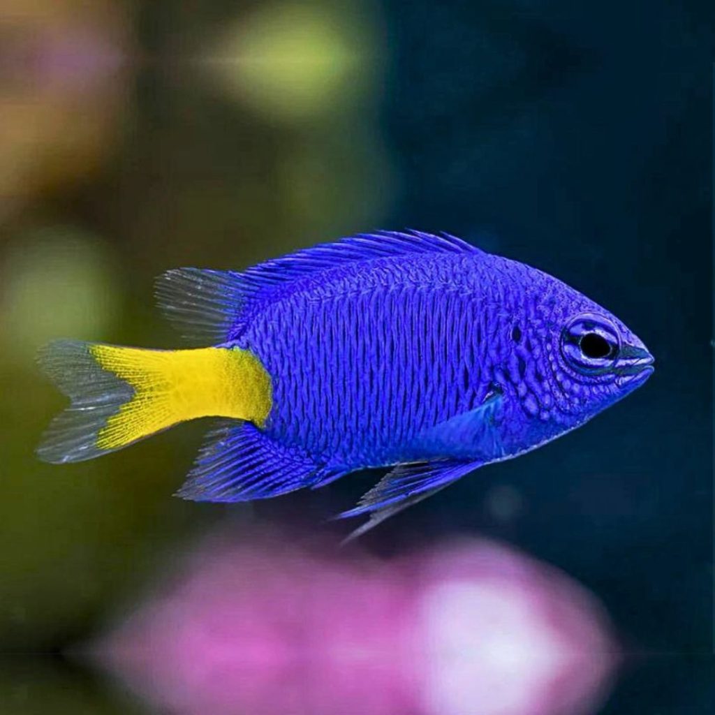 Blue Damsel (Chrysiptera parasema)