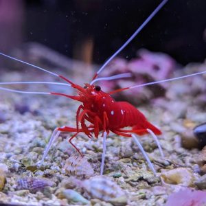 Fire Shrimp (Lysmata debelius)