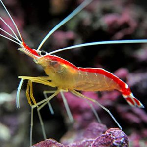 Cleaner Shrimp (Lysmata amboinensis)