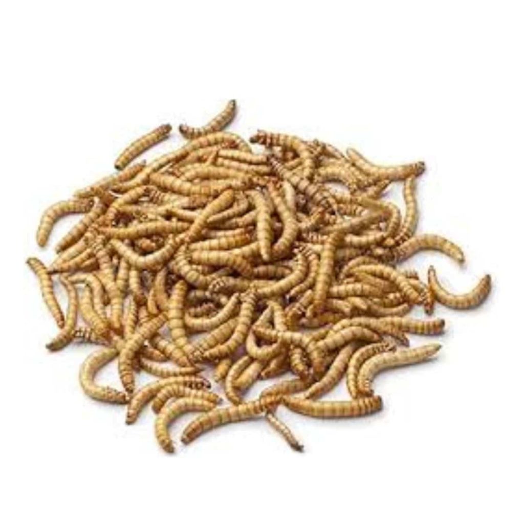 Live Mealworms 150g