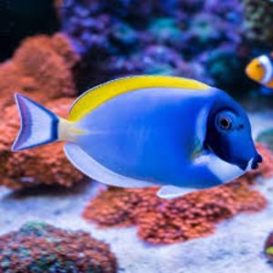 Powder Blue Tang (Acanthurus leucosternon)