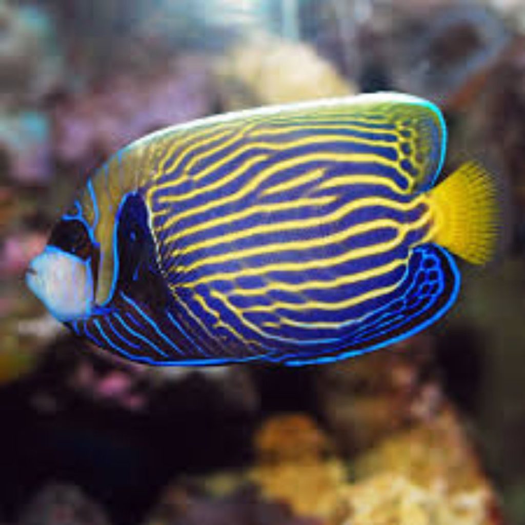 Emperor Angelfish (Pomacanthus imperator)