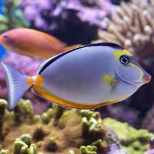 Lipstick Tang (Naso lituratus)