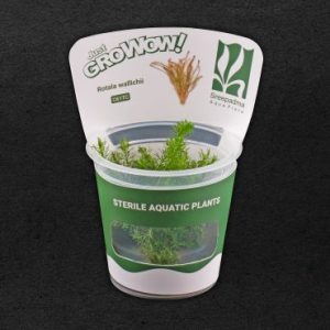 Rotala Wallichii