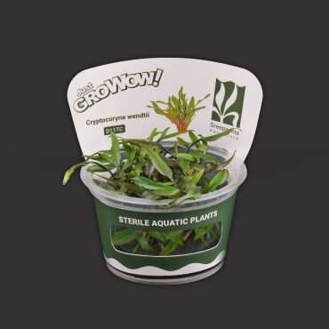 Cryptocoryne Wendtii