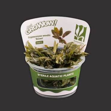 Cryptocoryne Wendtii ‘Brown’