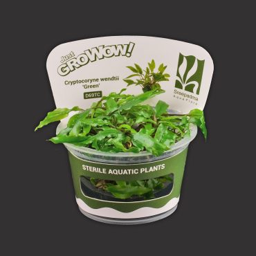 Cryptocoryne Wendtii 'Green'