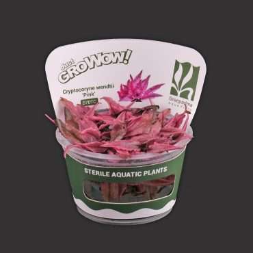 Cryptocoryne Wendtii ‘Pink’
