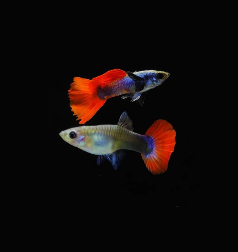 Red Dumbo Ear Guppy Pair