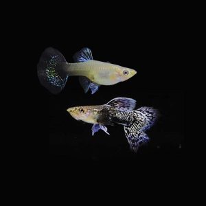 Blue Dragon Guppy Pair