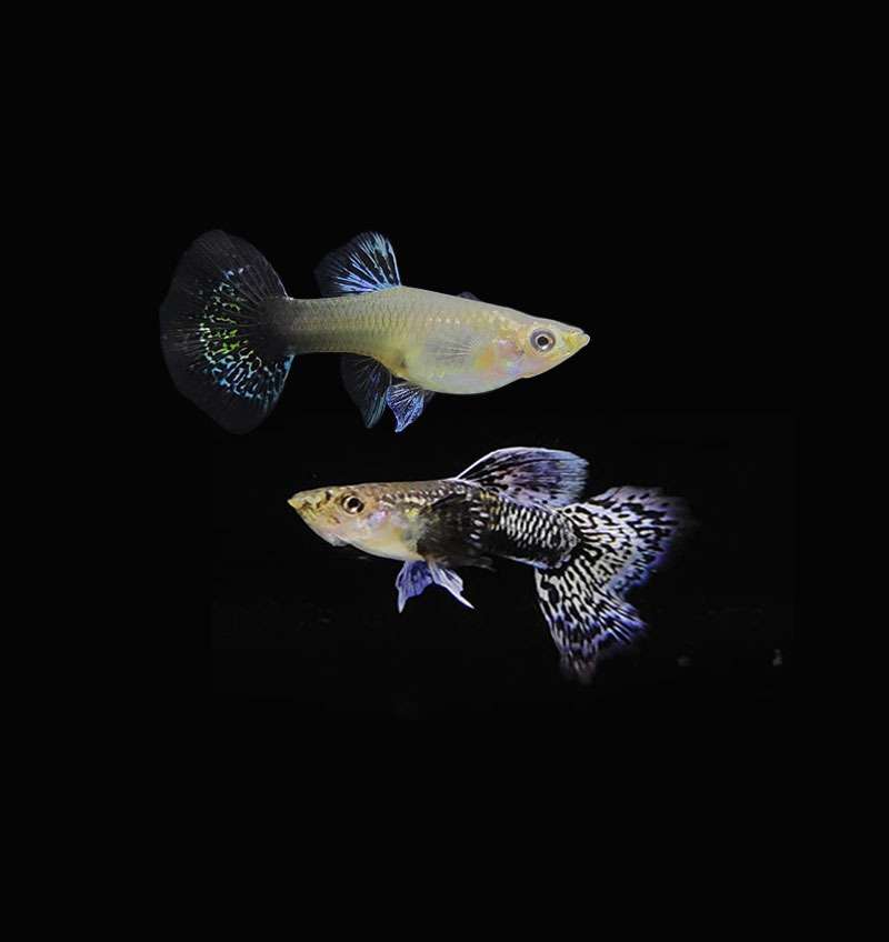 Blue Dragon Guppy Pair