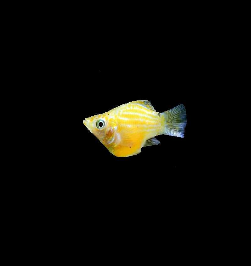 Balloon Molly Yellow
