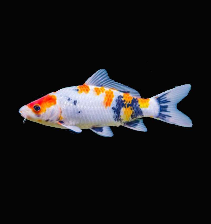 Koi Carp