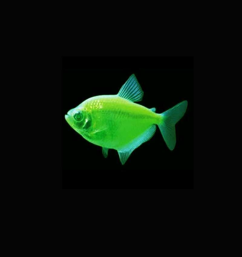 German Tetra Green