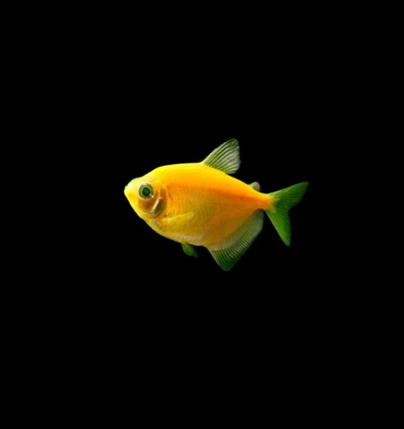 German Tetra Yellow