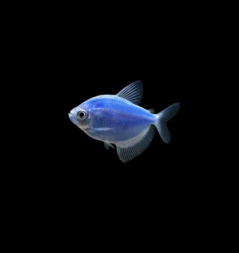 German Tetra Blue