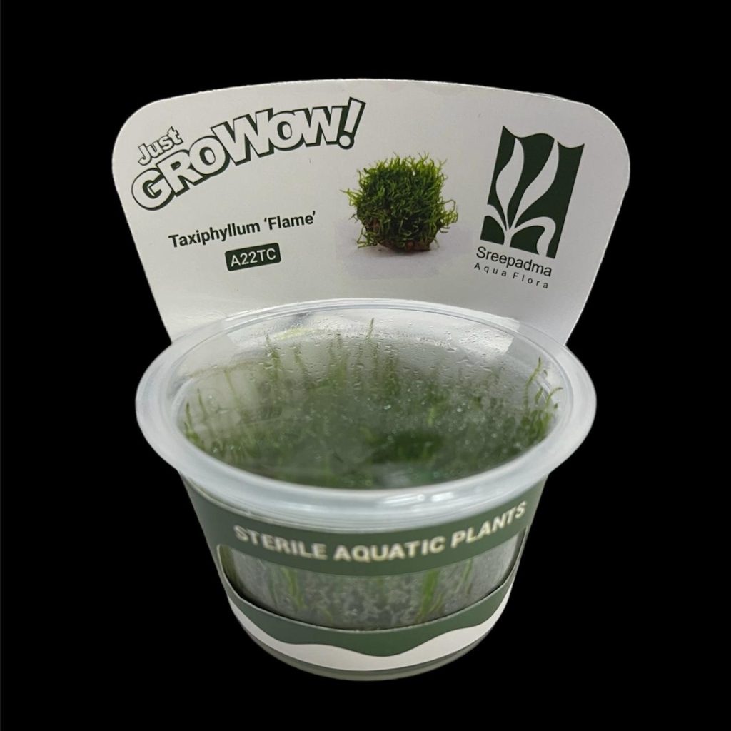 Taxiphyllum Flame