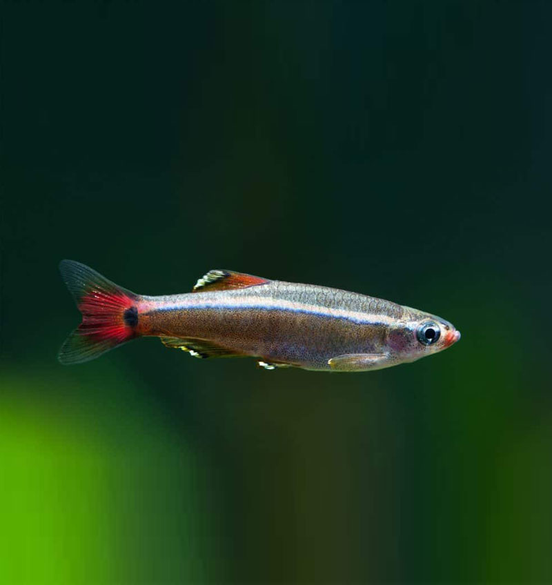 White Cloud Mountain Minnow