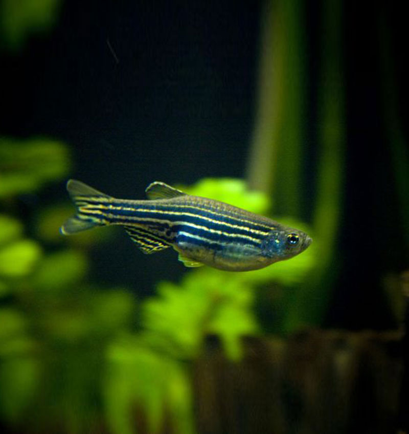 Zebra Danio Mix