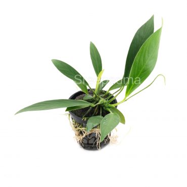 Anubias Lanceolata