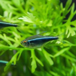 Black Neon Tetra