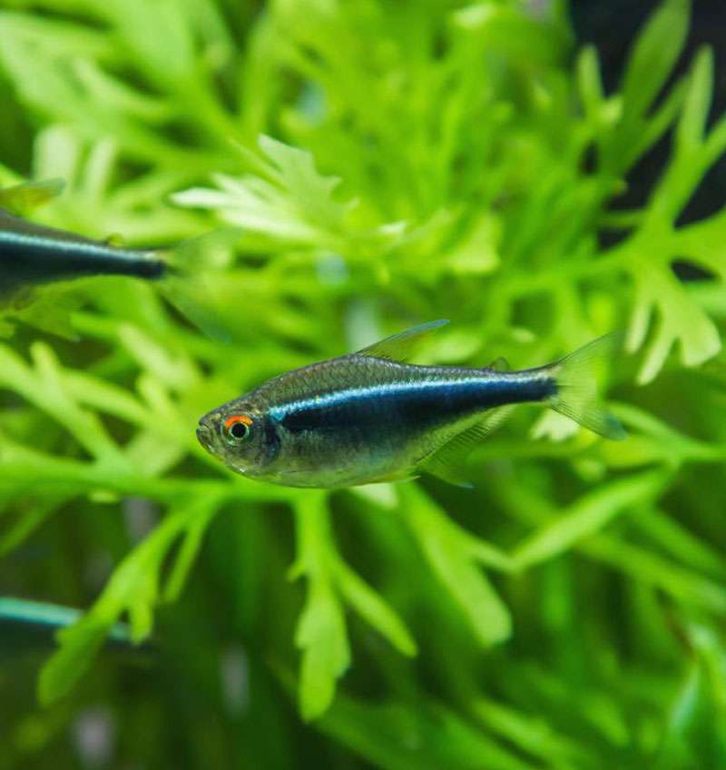 Black Neon Tetra