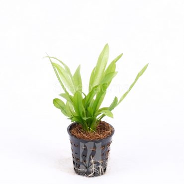 Echinodorus Bleherae Amazonicus (POT)